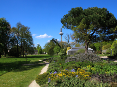 Blick aus dem Palmengarten auf den Fernsehturm