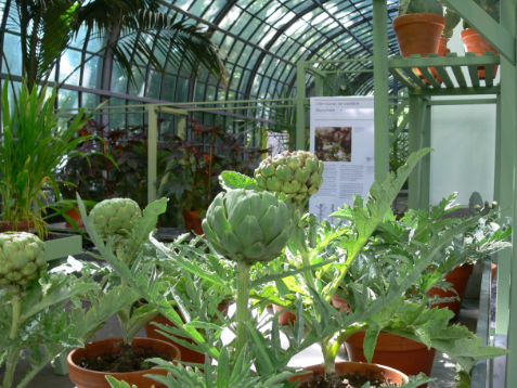 Palmengarten der Stadt Frankfurt am Main