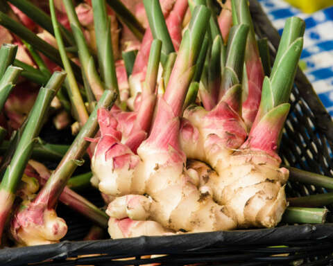 Superfood: Frische Ingwerwurzel auf einem Marktstand