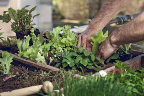 Urban Gardening: Pflücksalat im Hochbeet am Balkon anpflanzen