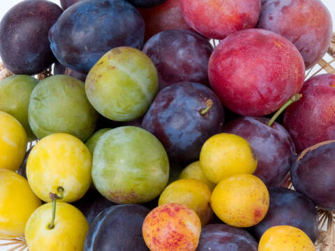 Vitamine für den Herbst: verschiedene Pflaumensorten