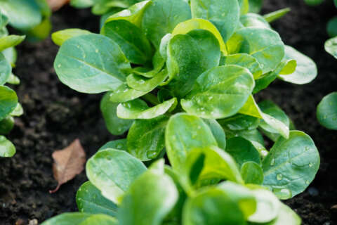 Feldsalat: frisch vom Feld - Bio