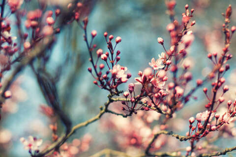 Frühling: Baum mit Kirchblüten