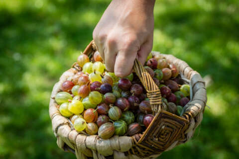 Stachelbeeren frisch geerntet