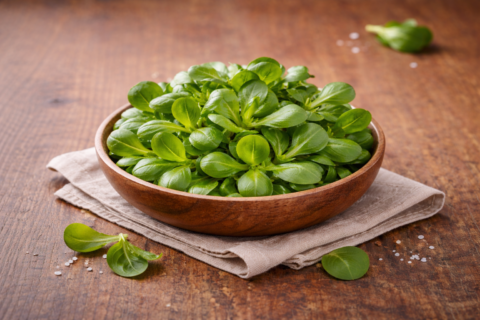 Feldsalat frisch vom Feld in Holzschale